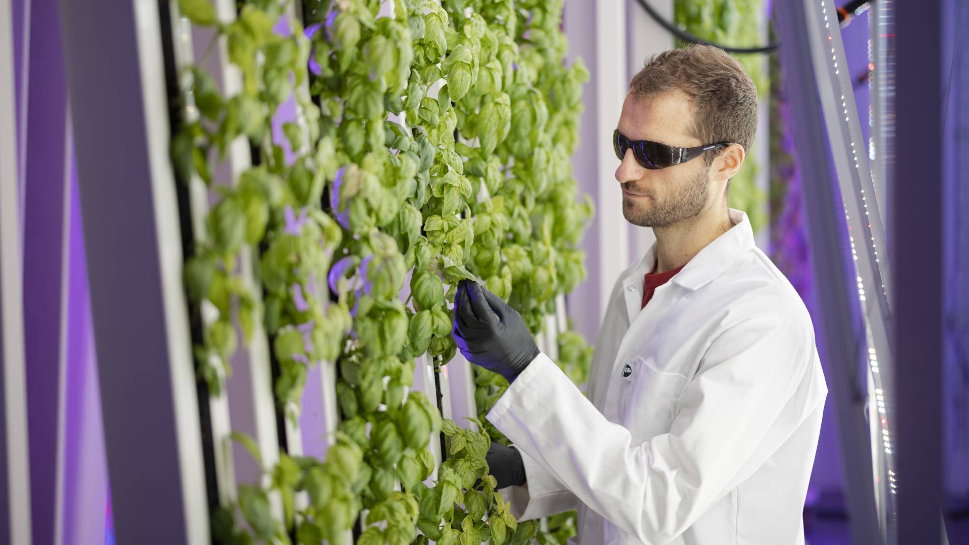 Vertical Farming In The Center Of Krakow - Hortimedia